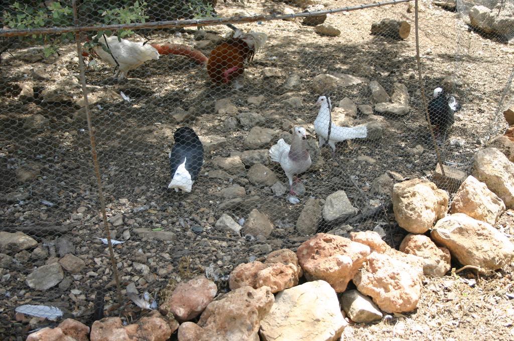 הורנוס Casas Rurales La Loma Del Carrascal מראה חיצוני תמונה