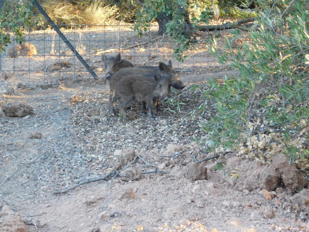 הורנוס Casas Rurales La Loma Del Carrascal מראה חיצוני תמונה