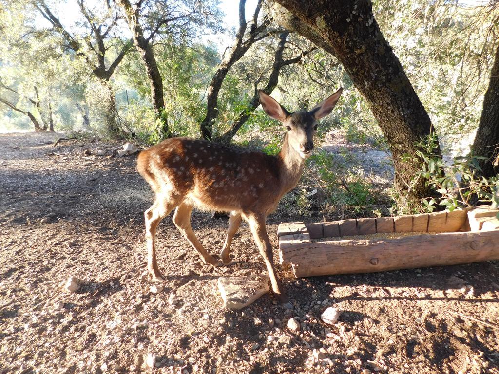 הורנוס Casas Rurales La Loma Del Carrascal מראה חיצוני תמונה