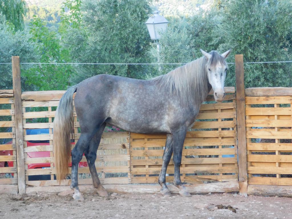הורנוס Casas Rurales La Loma Del Carrascal מראה חיצוני תמונה