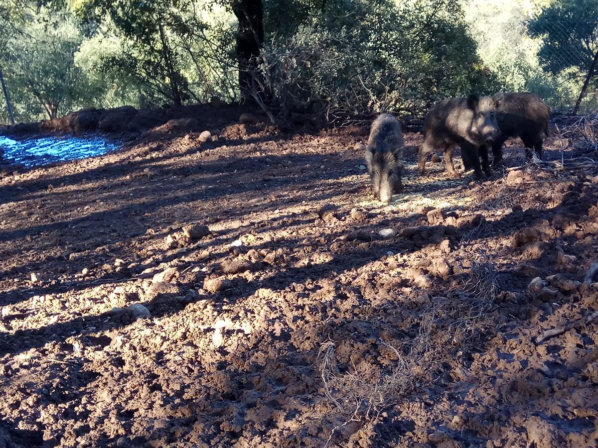 הורנוס Casas Rurales La Loma Del Carrascal מראה חיצוני תמונה